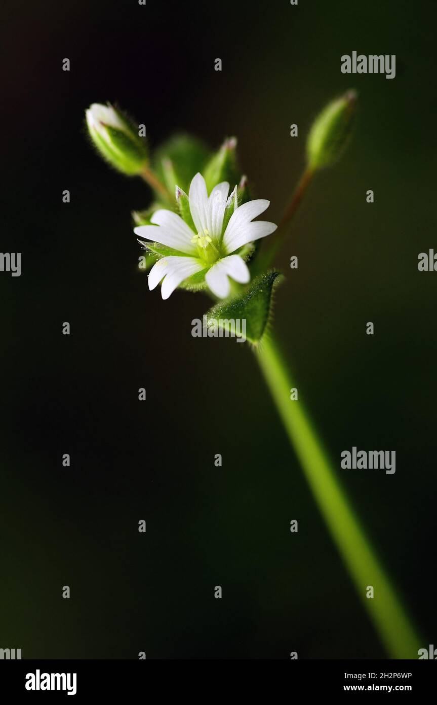 Natural and wild flowers - Cerastium arvense. Stock Photo