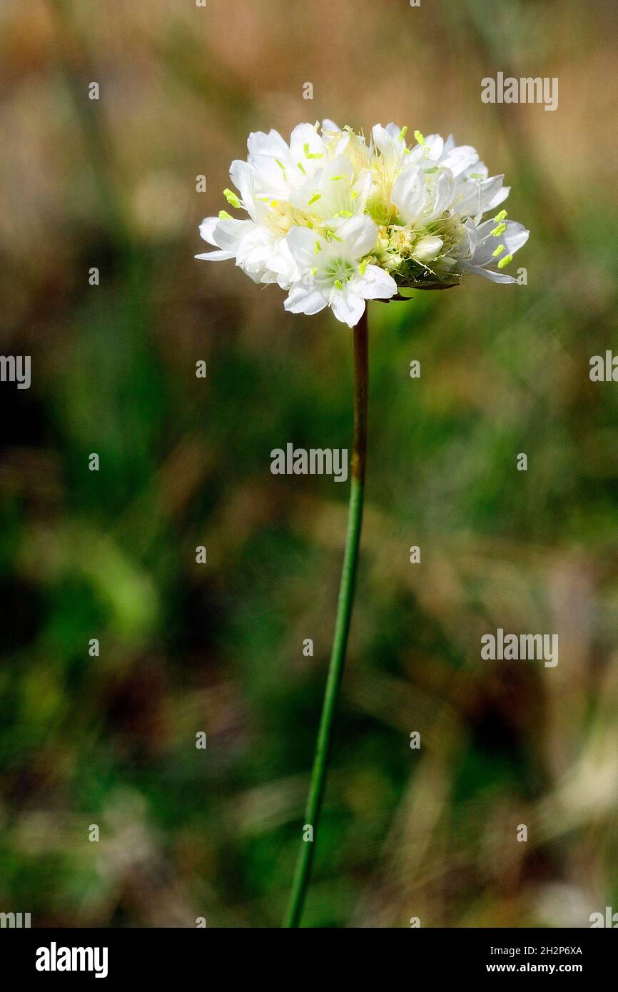 Natural and wild flowers - Allium ursinum or Wild Garlic Stock Photo