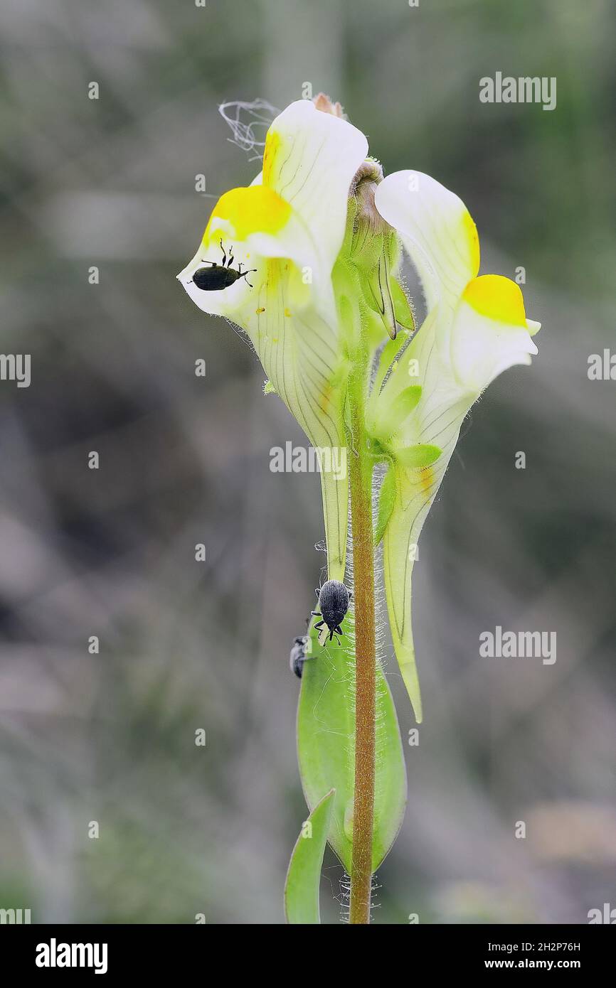 Flores naturales y silvestres - Linaria vulgaris. Stock Photo
