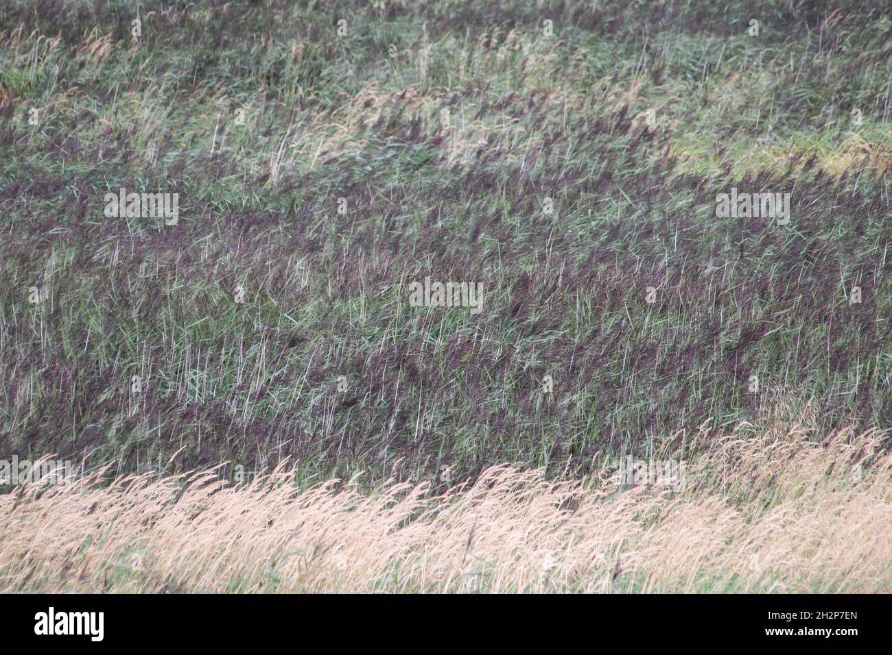 Textures and patterns of long grass Stock Photo