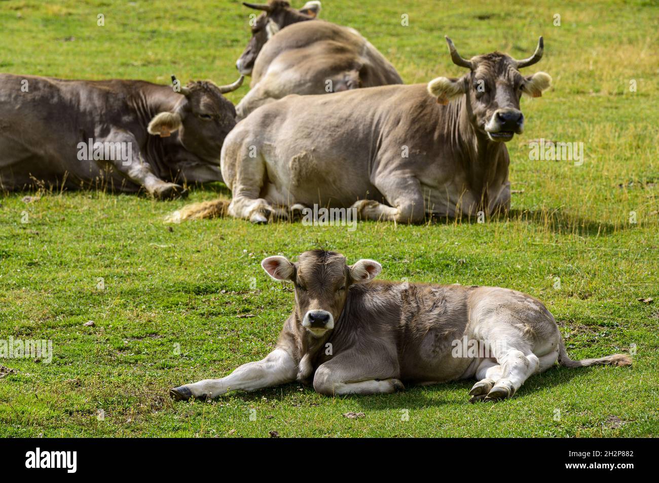 Cows resting and lying on green pasture Stock Photo - Alamy