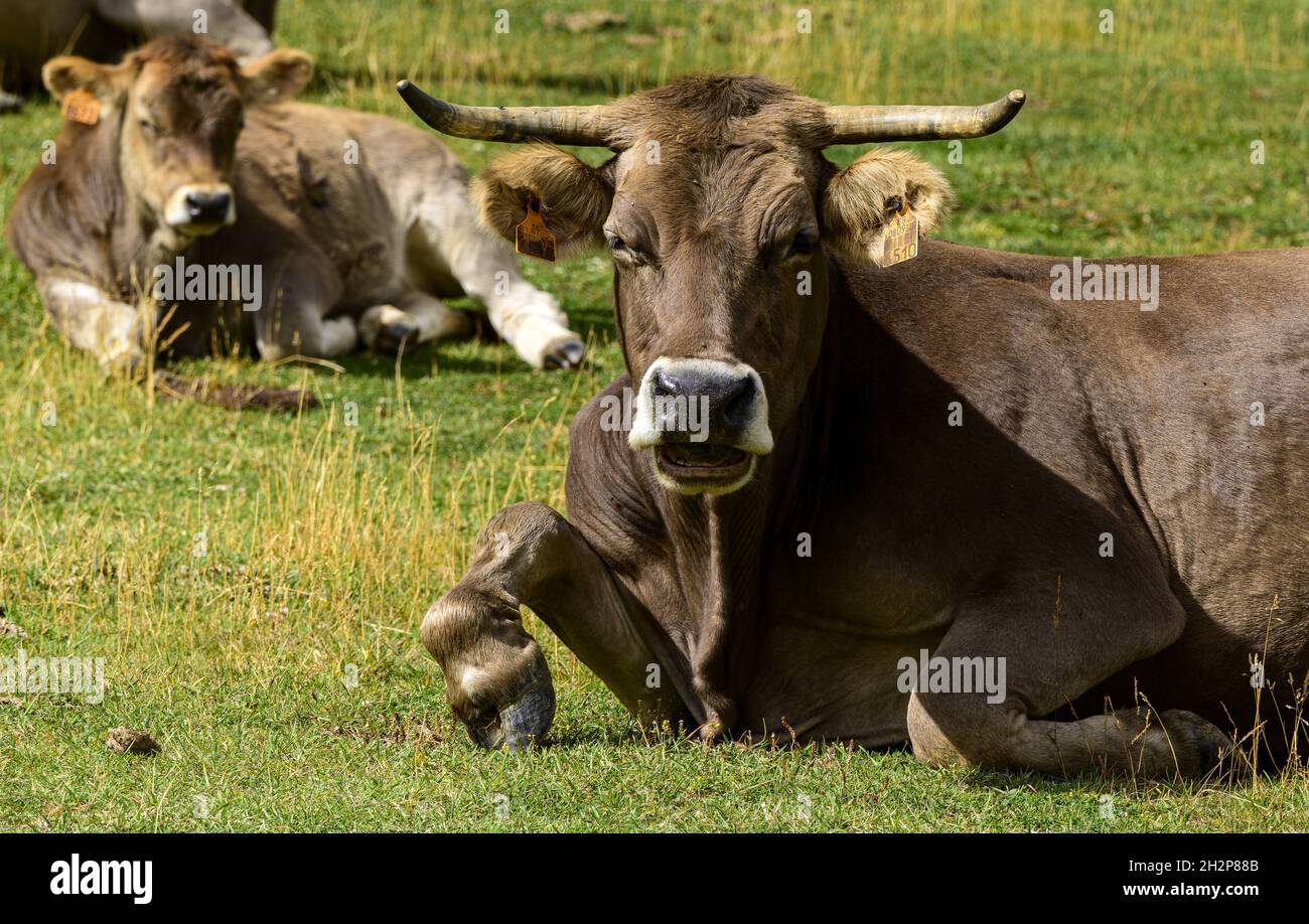 Cows resting and lying on green pasture Stock Photo - Alamy