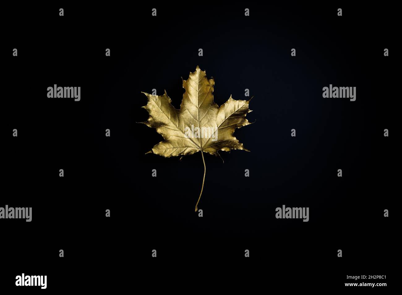 Gilded maple leaf against black background. Stock Photo