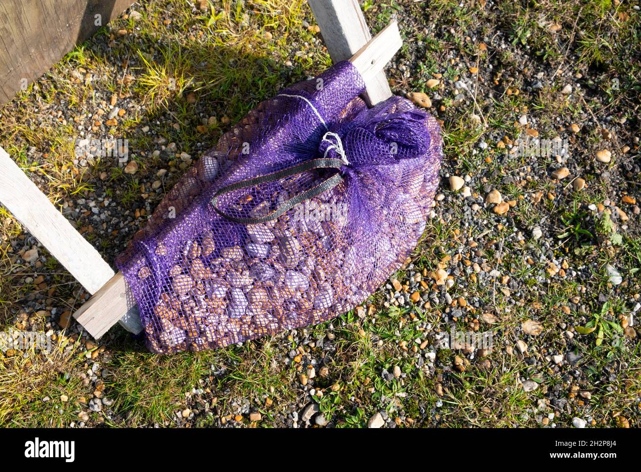 Purple plastic net netting bag sack being used as weight to weight down table legs and protect from wind on a beach Dungeness Kent UK.  KATHY DEWITT Stock Photo