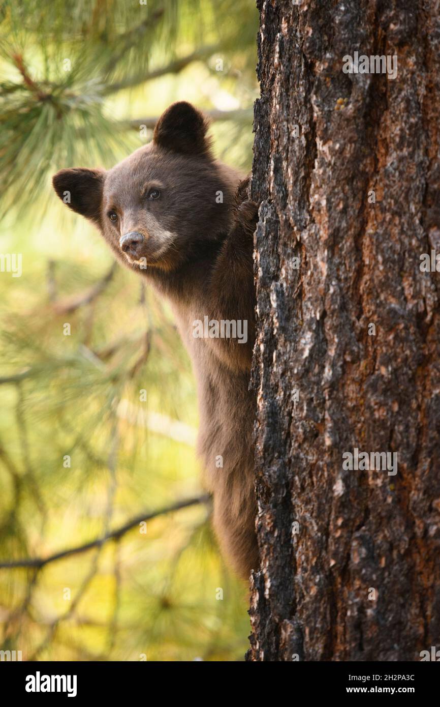 A baby bear cub at Zephyr Cove in South Lake Tahoe, Nevada, 2021. The Bear Cub was seen alone for several days and most likely lost its mother in the Stock Photo