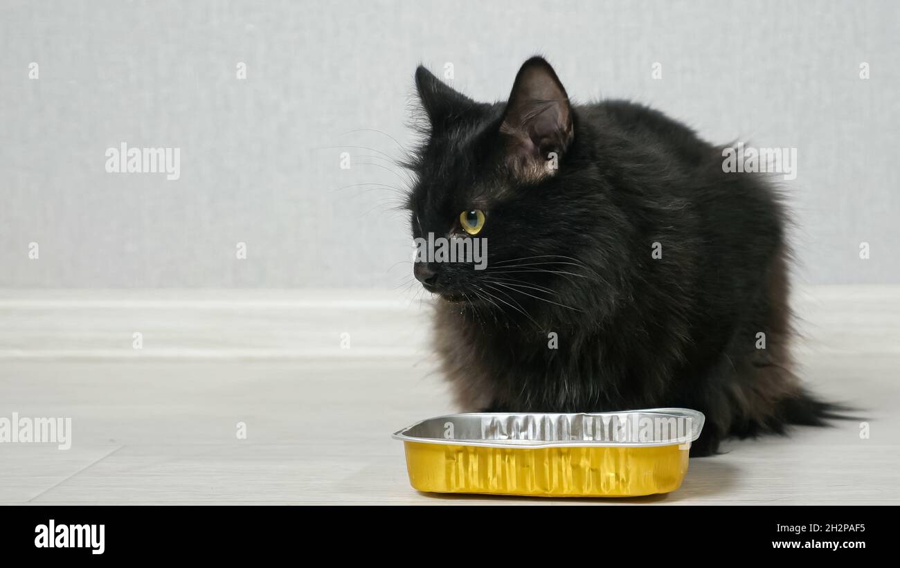 Beautiful longhaired black cat eating dry food on the floor Stock Photo Alamy