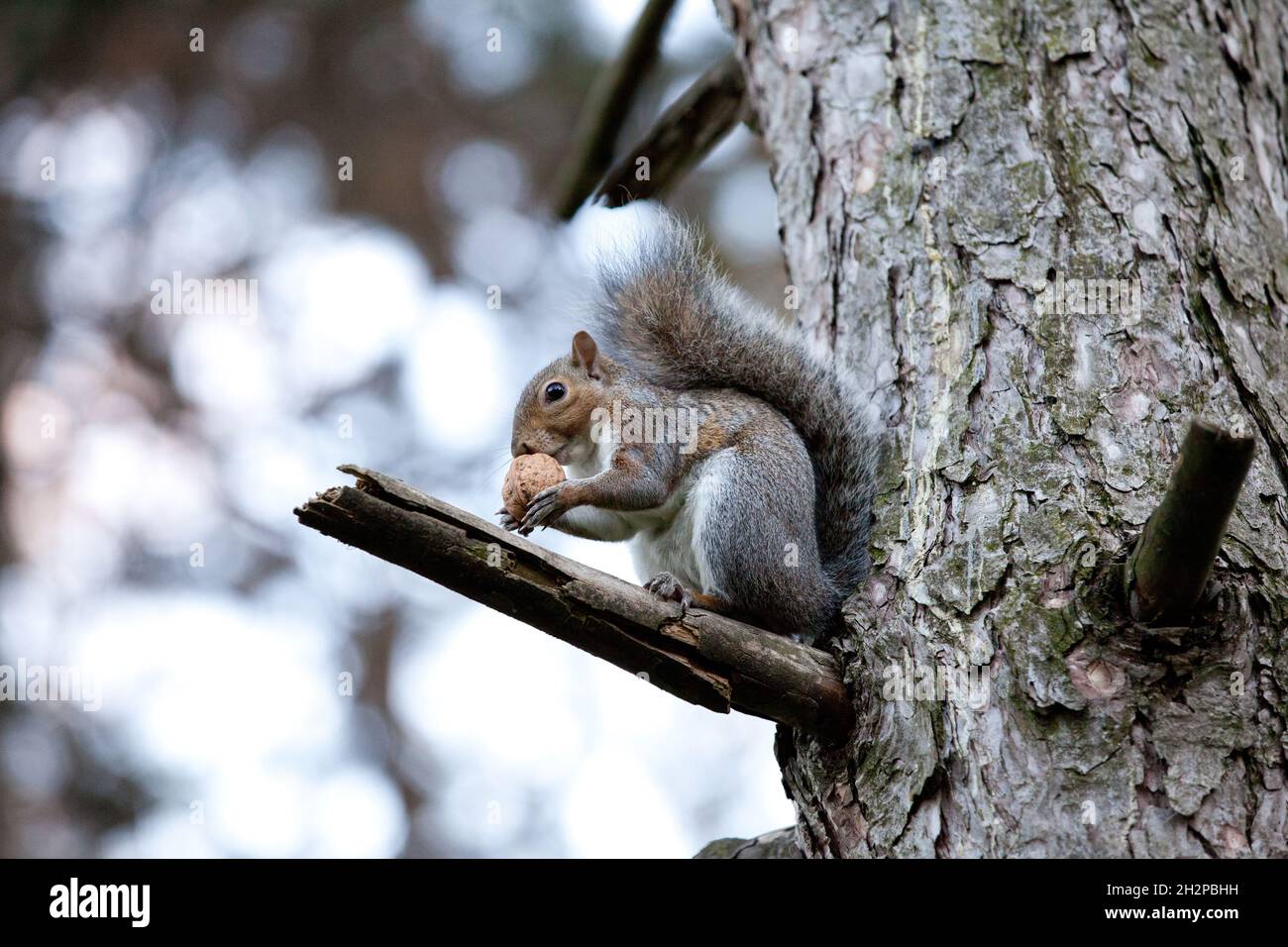 vita da scoiattolo Stock Photo