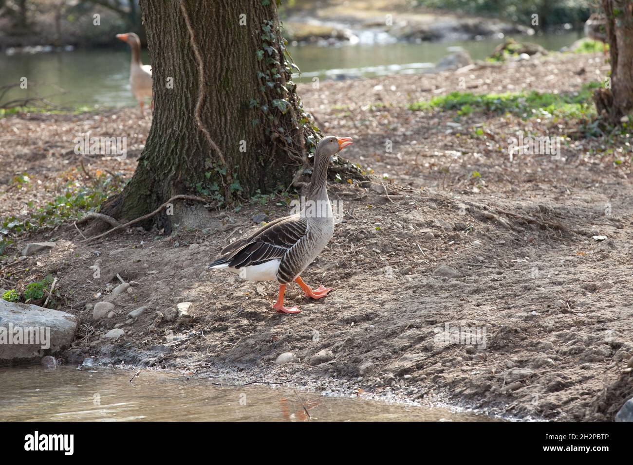 Oca hi-res stock photography and images - Alamy