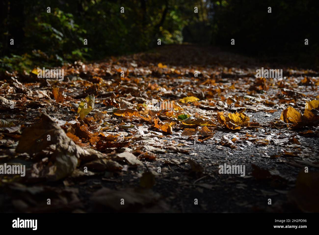 Empty footpath under trees hi-res stock photography and images - Alamy