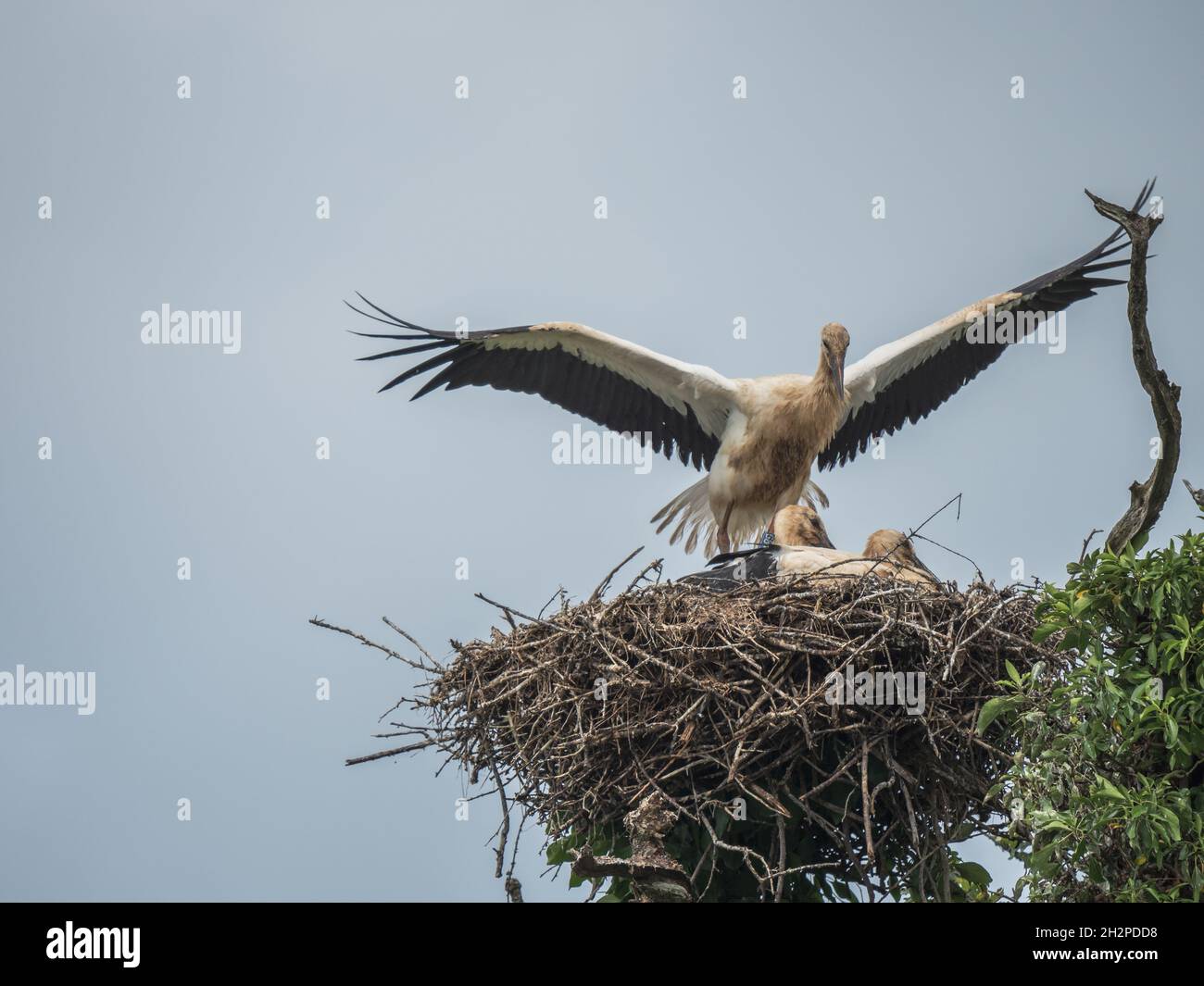 White storks knepp castle hi-res stock photography and images - Alamy