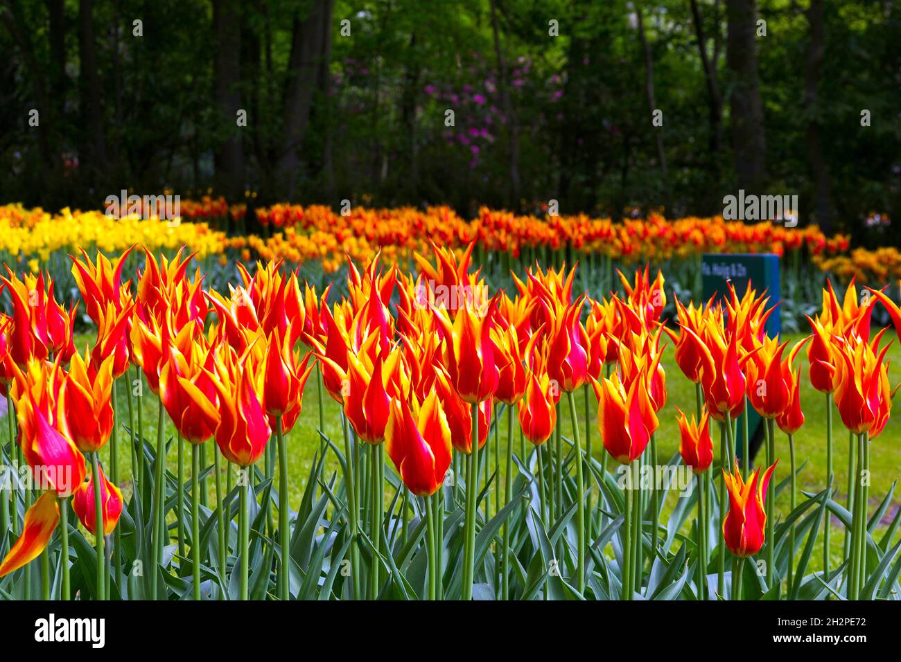 This is the time of flowering tulips in the park "Keukenhof" in the ...