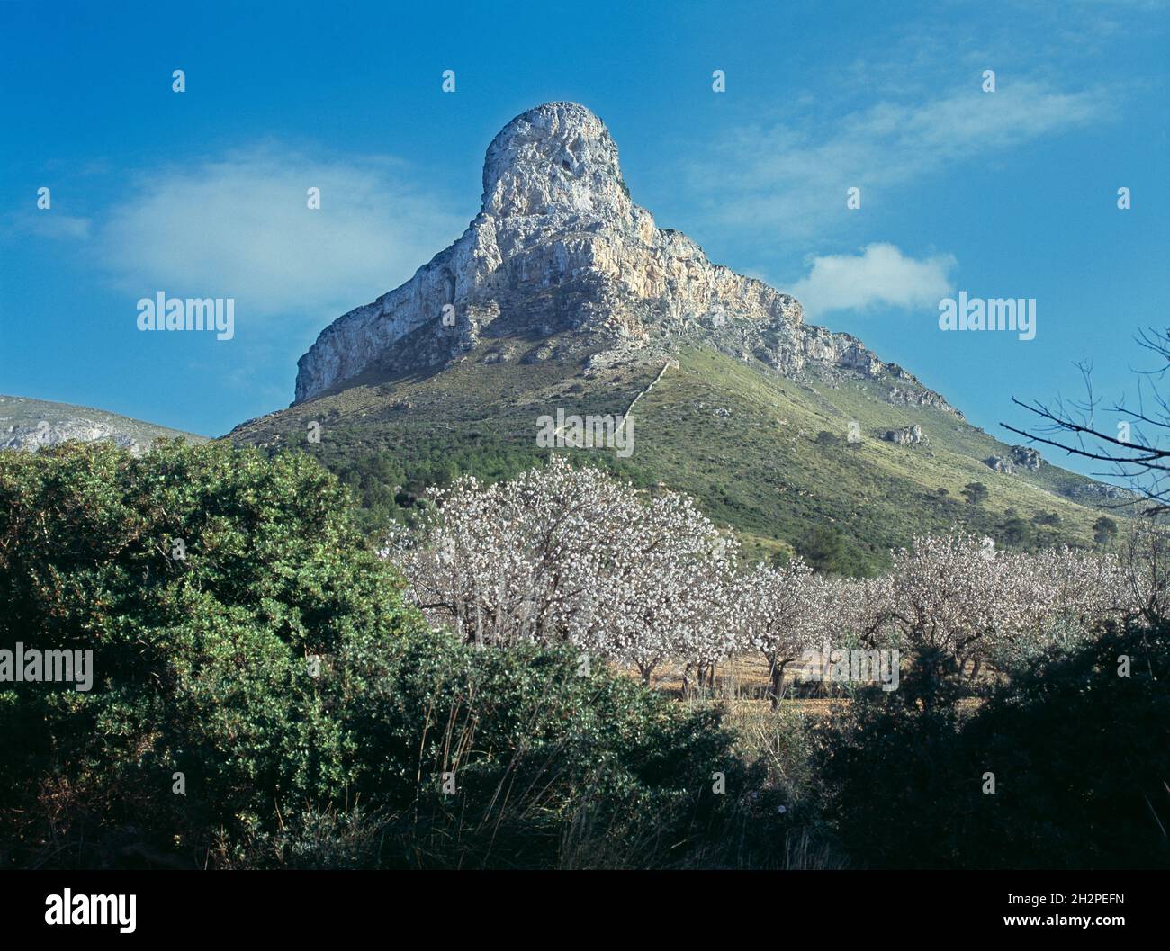 Mandelbaumblüte Berg Ferrutx, Golf von Alcudia, Colonia de Sant Pere,  Mallorca, almond trees, blossoms, Ferrutx mountain, Majorca, Balearic  Islands Stock Photo - Alamy