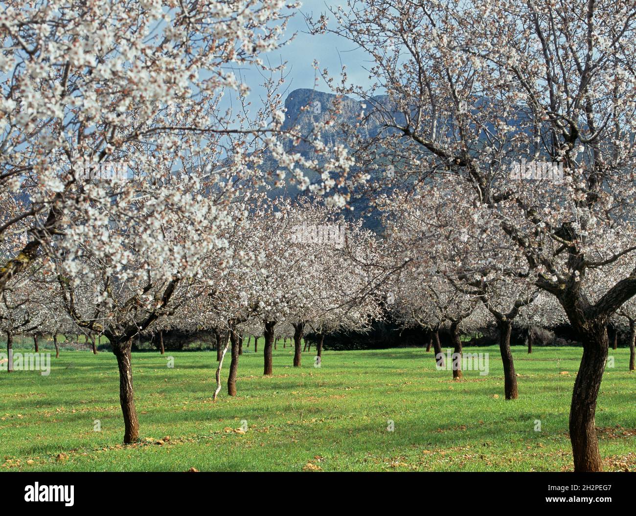 Mandelbaumblüte Berg Ferrutx, Golf von Alcudia, Colonia de Sant Pere,  Mallorca, almond trees, blossoms, Ferrutx mountain, Majorca, Balearic  Islands Stock Photo - Alamy