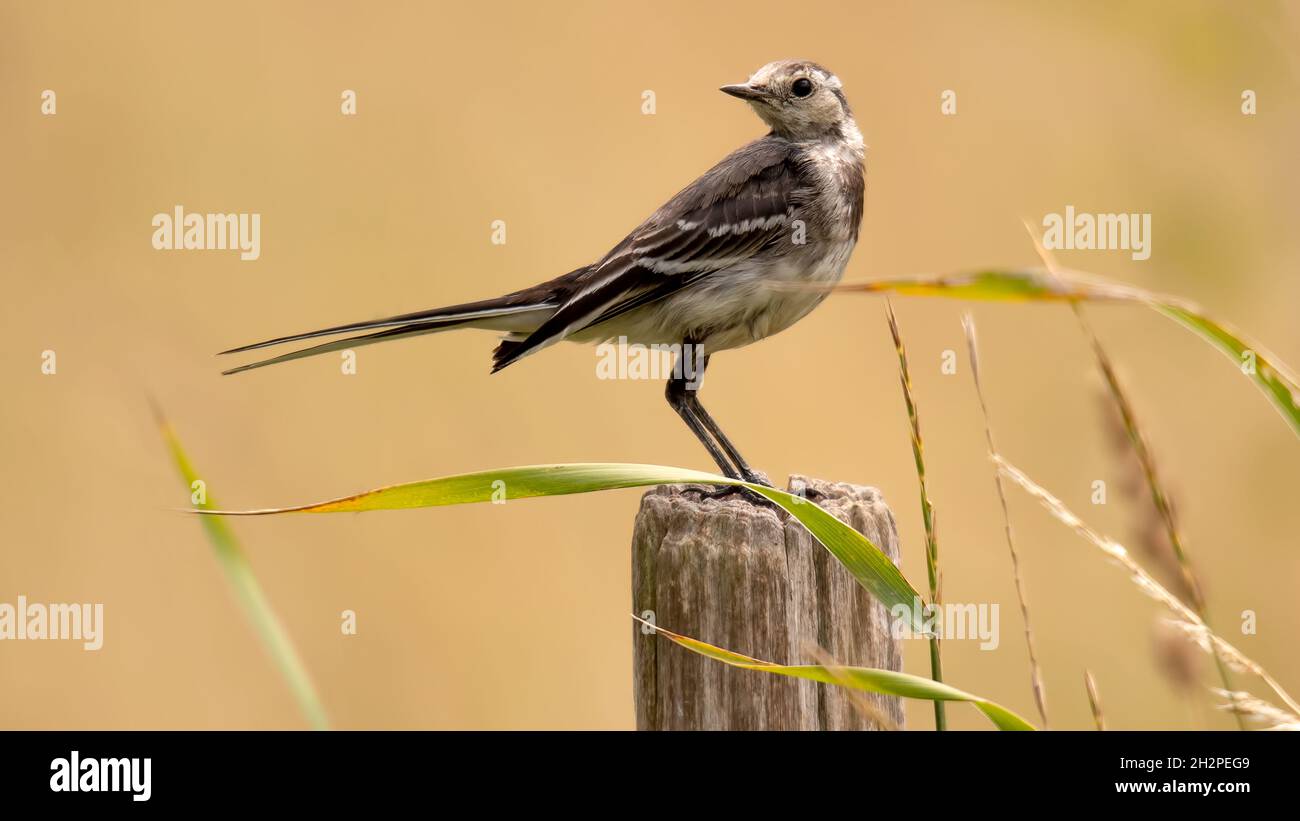 Juvenile Pied Wagtail perched on a post with wavy grass in the foreground Stock Photo