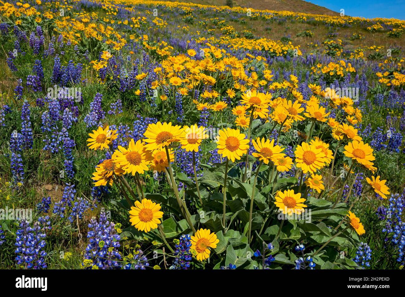 WA19704-00...WASHINGTON - Balsamroot and lupine blooming along the Sage Hills Trail above the town of Wenatchee. Stock Photo