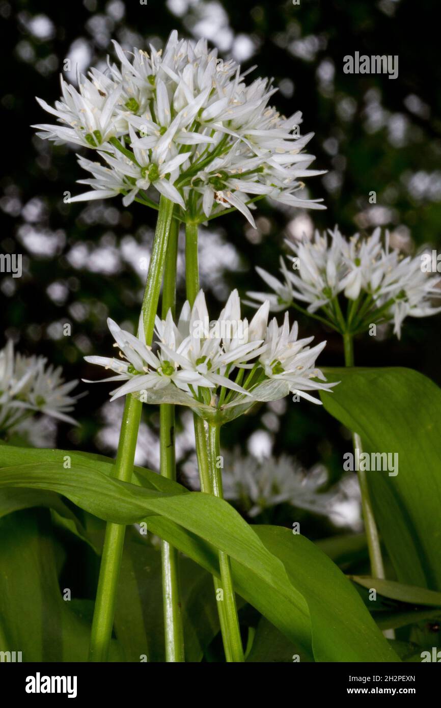 Wild garlic in bloom against a dark background Stock Photo
