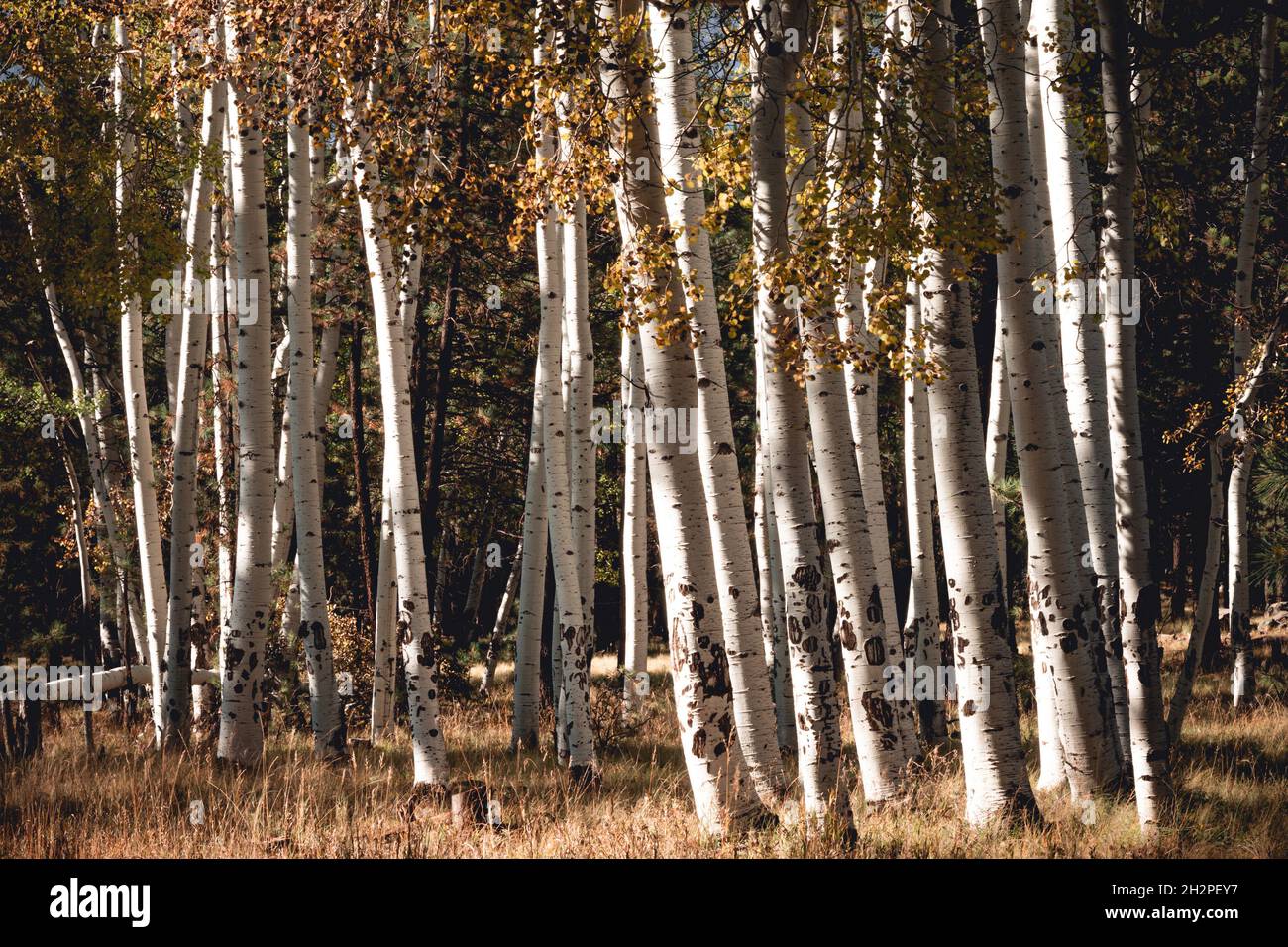 Group of young aspen tree trunks. Stock Photo