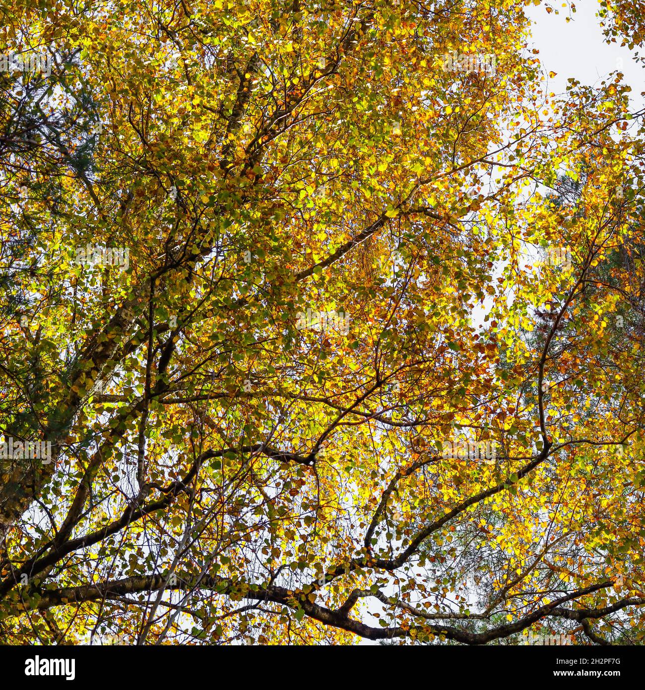 Bright yellow leaves on birch branches. Autumn background Stock Photo ...