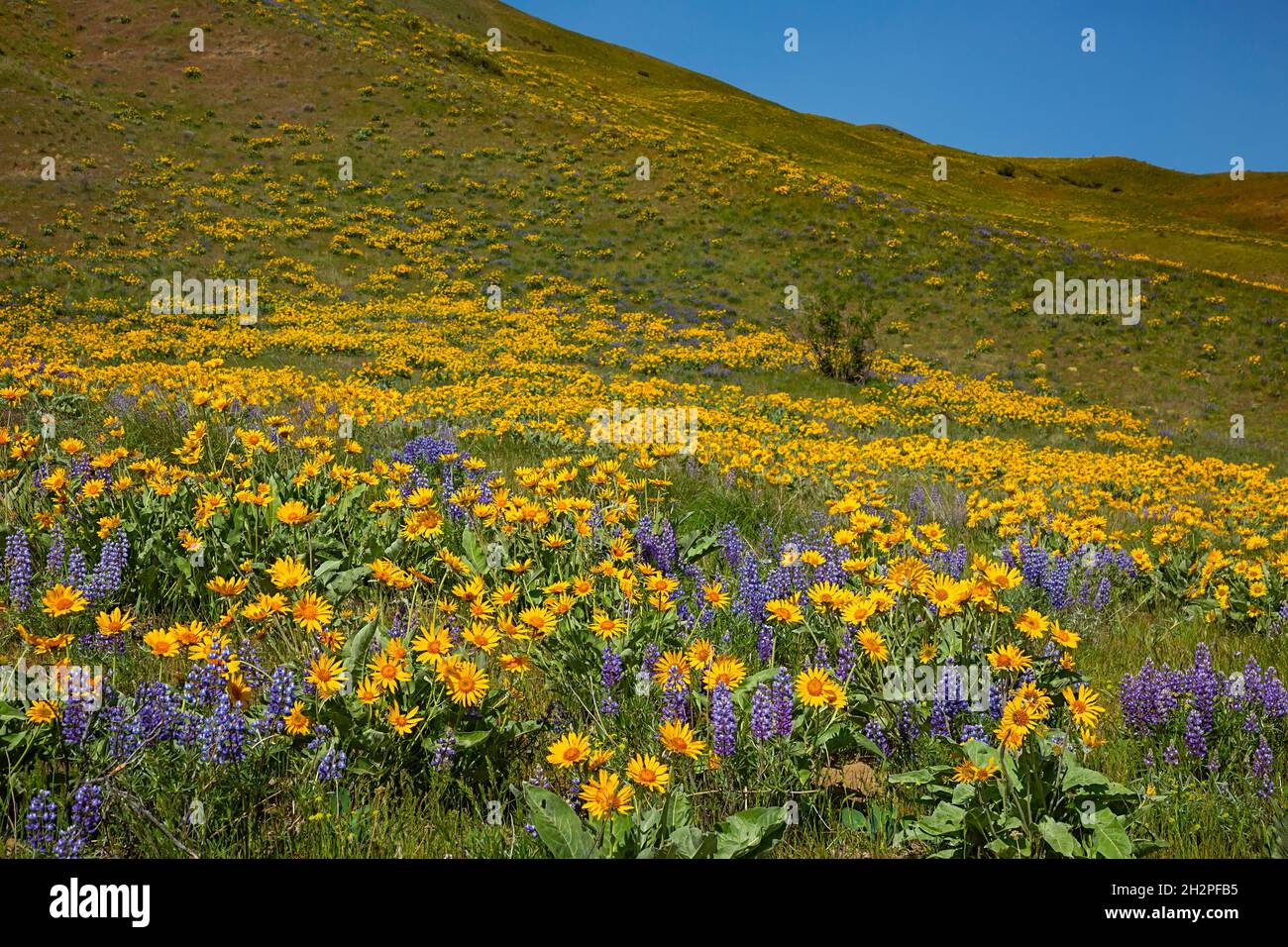 WA19707-00...WASHINGTON - Balsamroot and lupine blooming along the Sage Hills Trail above the town of Wenatchee. Stock Photo