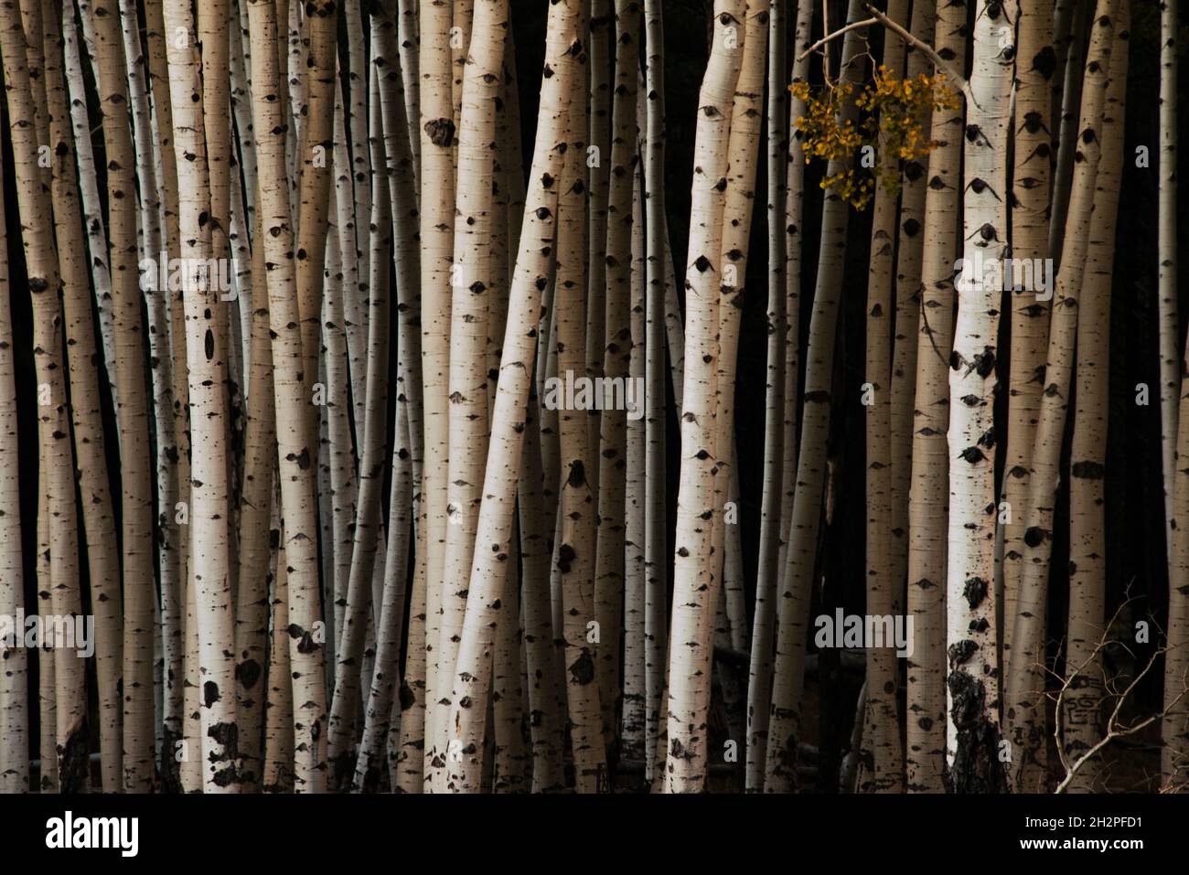 Group of young aspen tree trunks Stock Photo Alamy