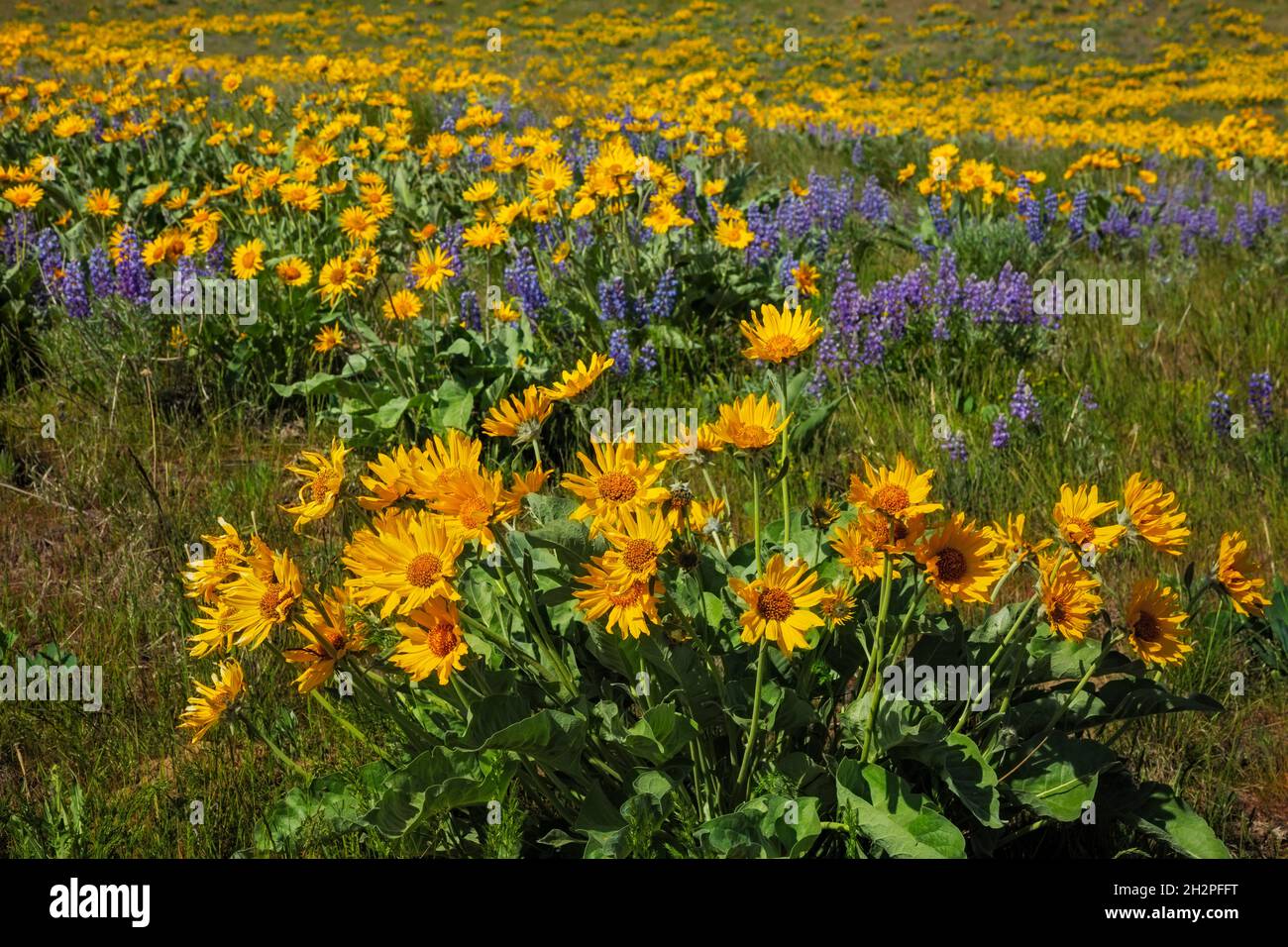 WA19708-00...WASHINGTON - Balsamroot and lupine blooming along the Sage Hills Trail above the town of Wenatchee. Stock Photo