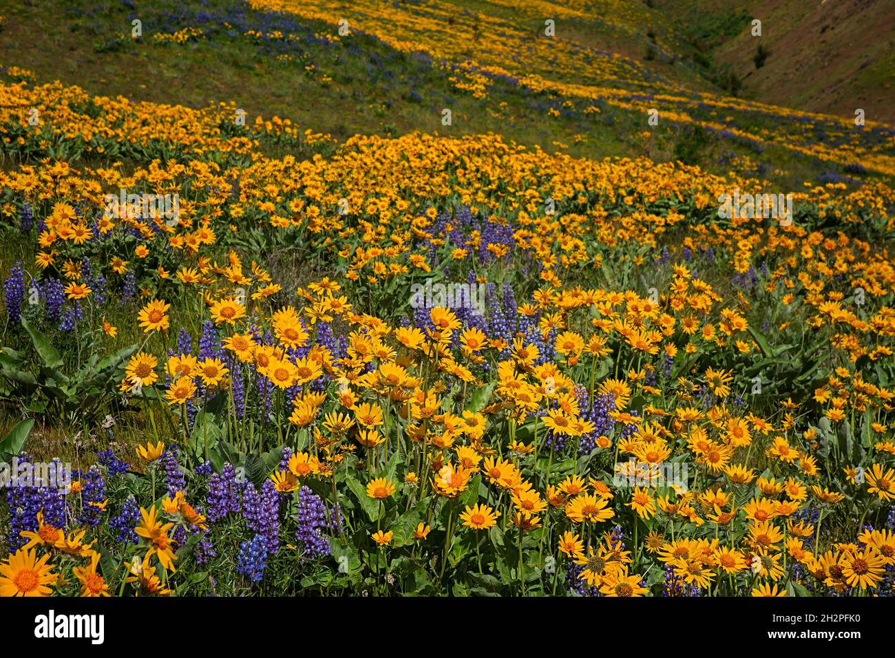 WA19709-00...WASHINGTON - Balsamroot and lupine blooming along the Sage Hills Trail above the town of Wenatchee. Stock Photo