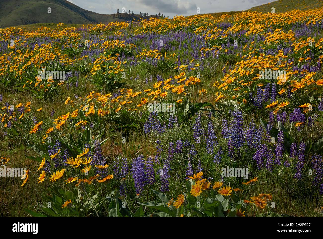 WA19711-00...WASHINGTON - Balsamroot and lupine blooming along the Sage Hills Trail above the town of Wenatchee. Stock Photo