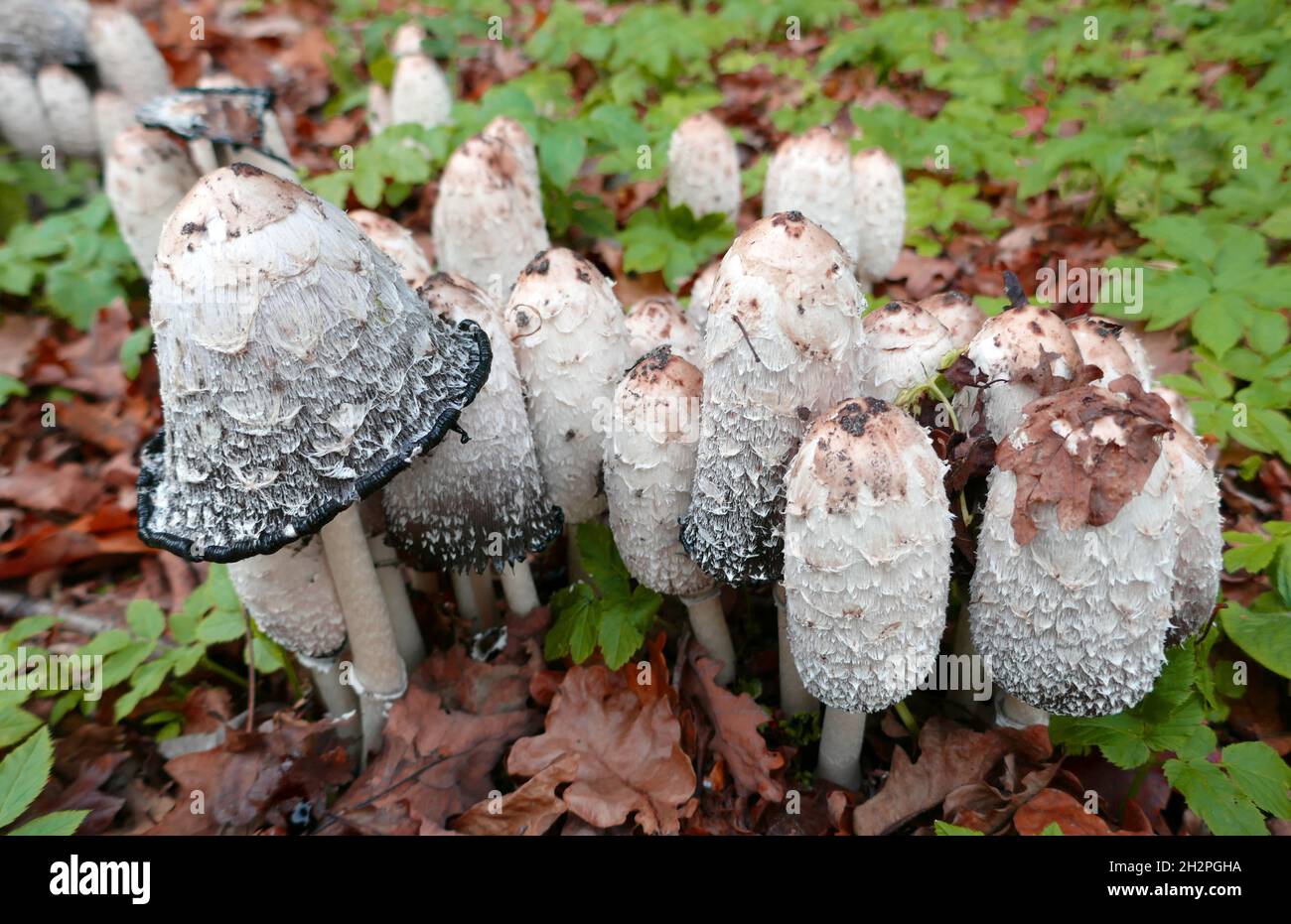 Coprinus comatus, the shaggy ink cap, lawyer's wig, or shaggy mane, is the name of these mushrooms. The caps are white, and covered with scales. Stock Photo