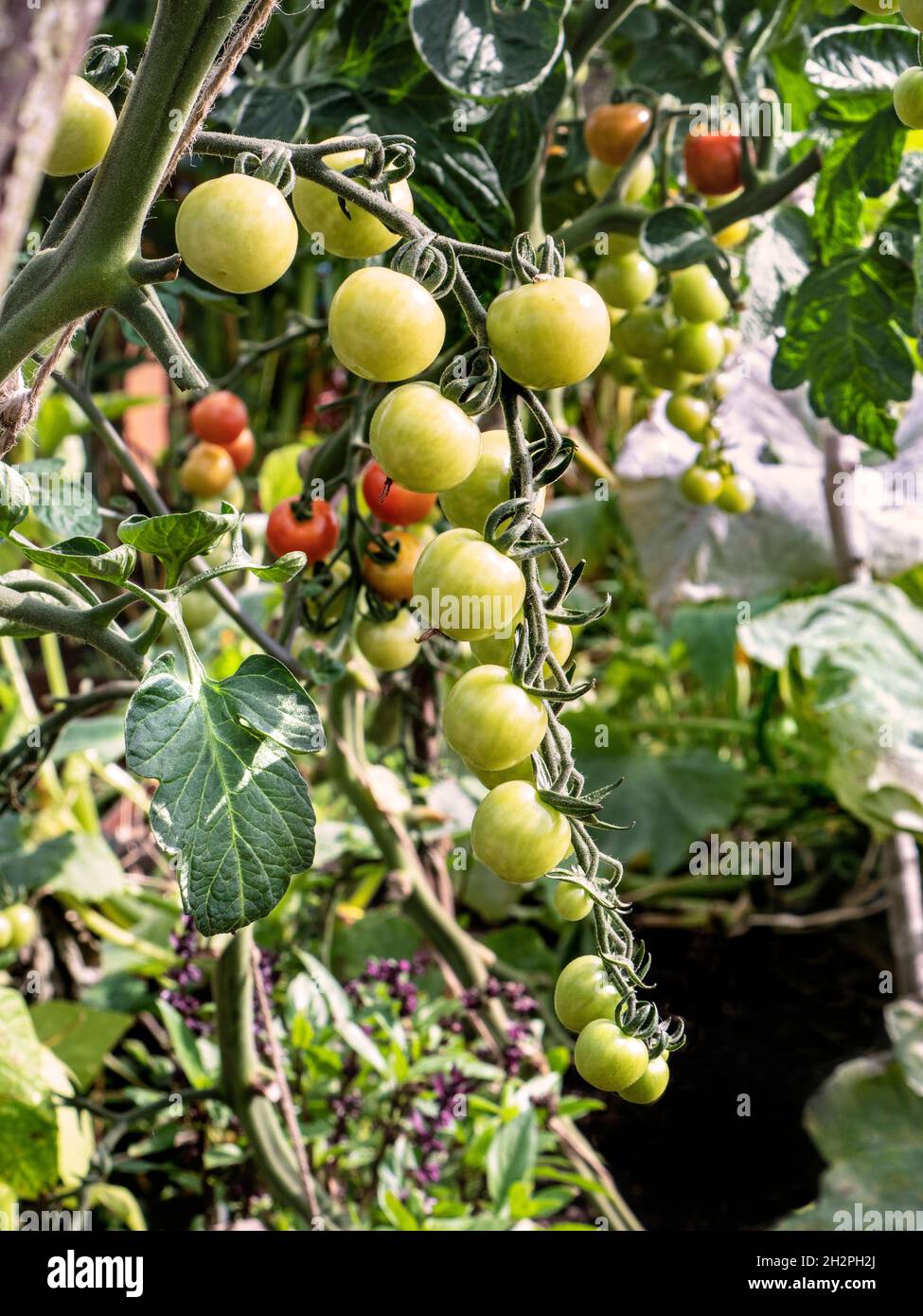 Tomato 'Crimson Cherry F1' blight-resistant cherry tomato, shows resistance to Fusarium & Verticillium. Perfect variety to be grown outside in the UK Stock Photo