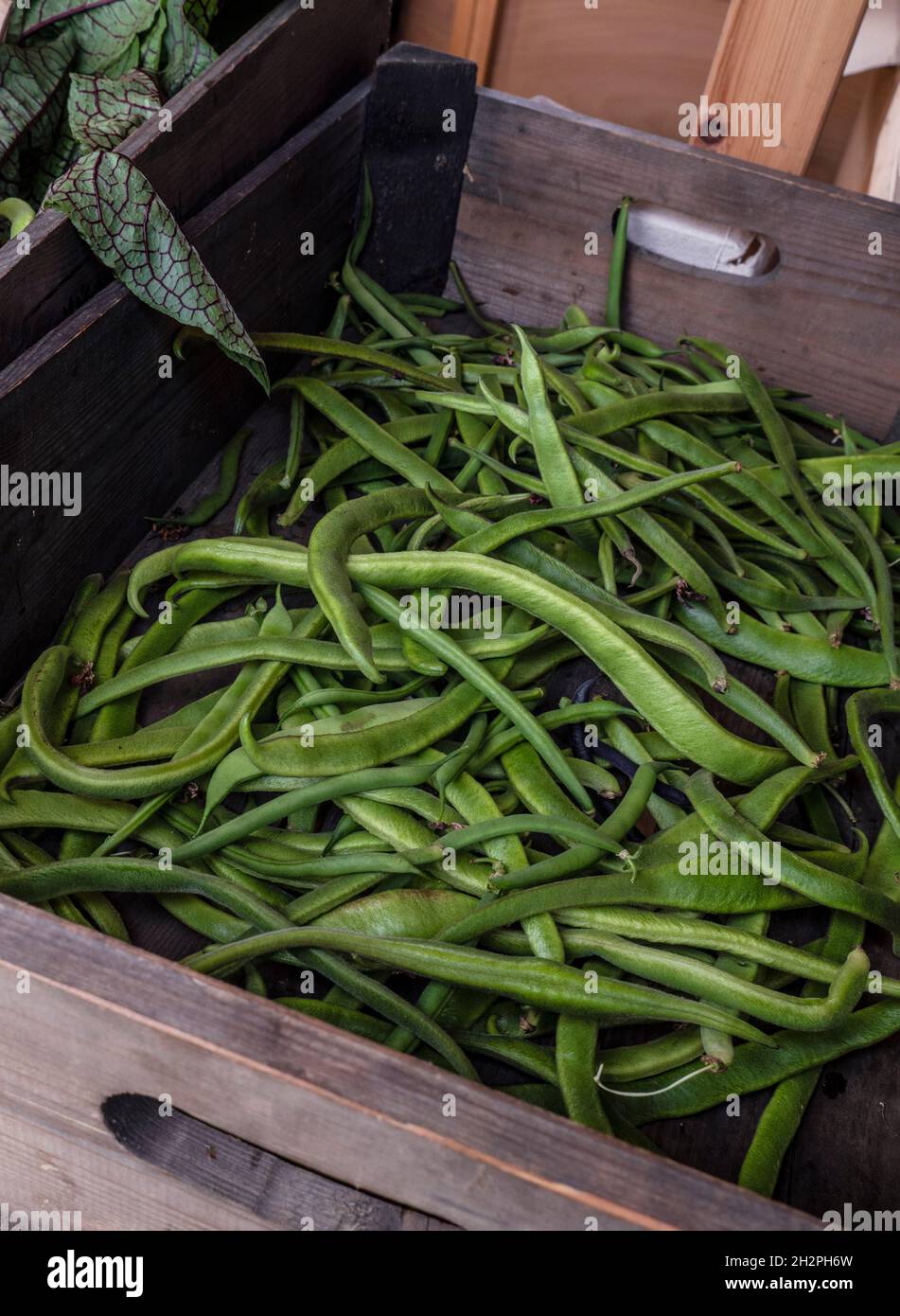 RUNNER BEANS ORGANIC FARM SHOP Phaseolus coccineus, known as runner bean, scarlet runner bean, or multiflora bean, is a plant in the legume family Stock Photo