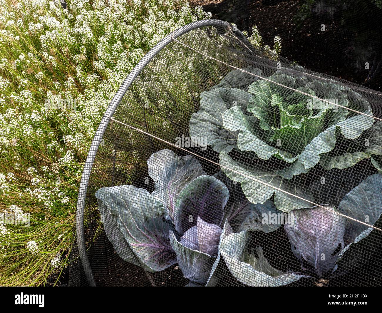 Cabbage netting tunnel hires stock photography and images Alamy