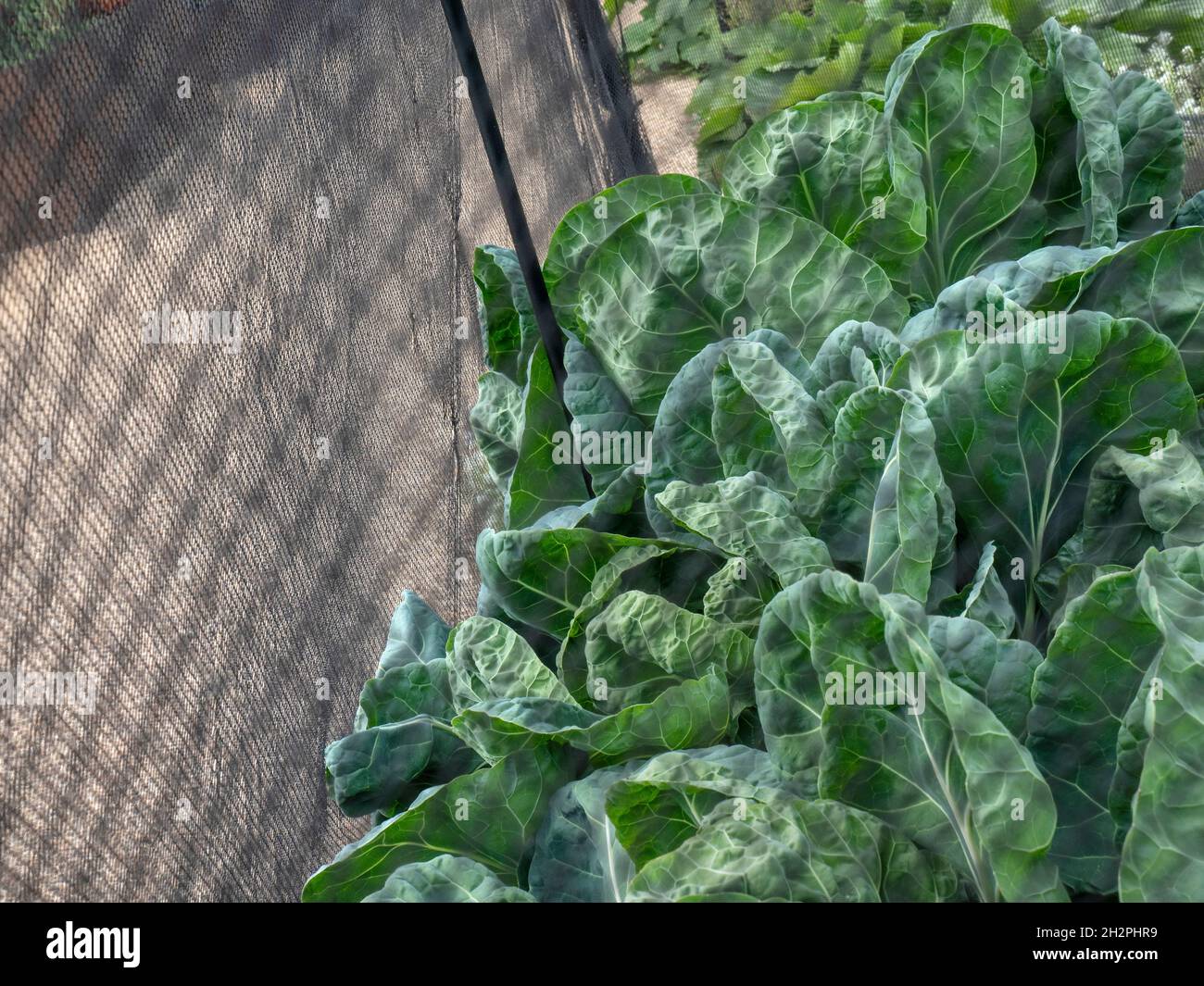 SPROUT TOPS The cabbage head of a Brussels Sprout allotment plant behind enviromesh anti-pest netting. Sprout tops are edible in their own right Stock Photo
