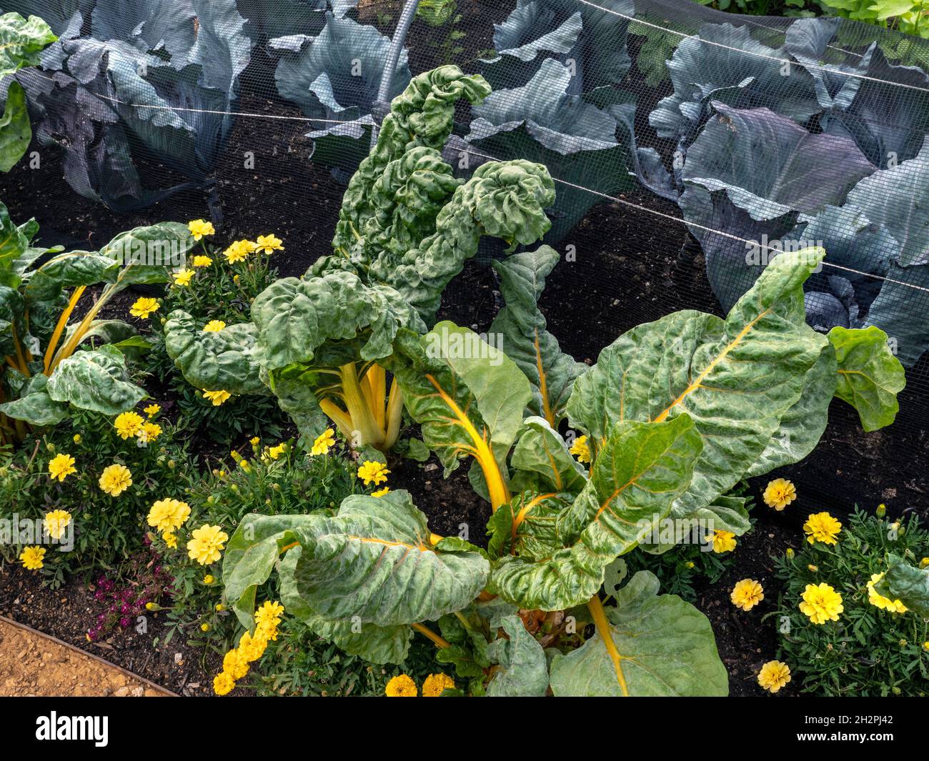 Swiss Chard Yellow Chard 'BRIGHT LIGHTS' Beta vulgaris (Leaf Beet Group