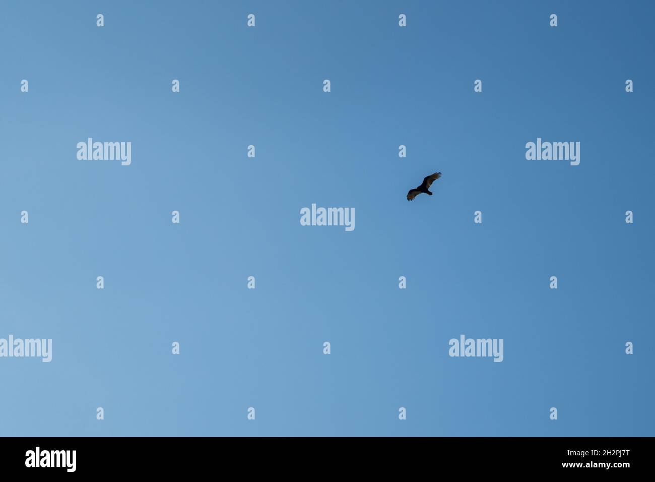Silhouette of a bird flying in a blue sky Stock Photo - Alamy