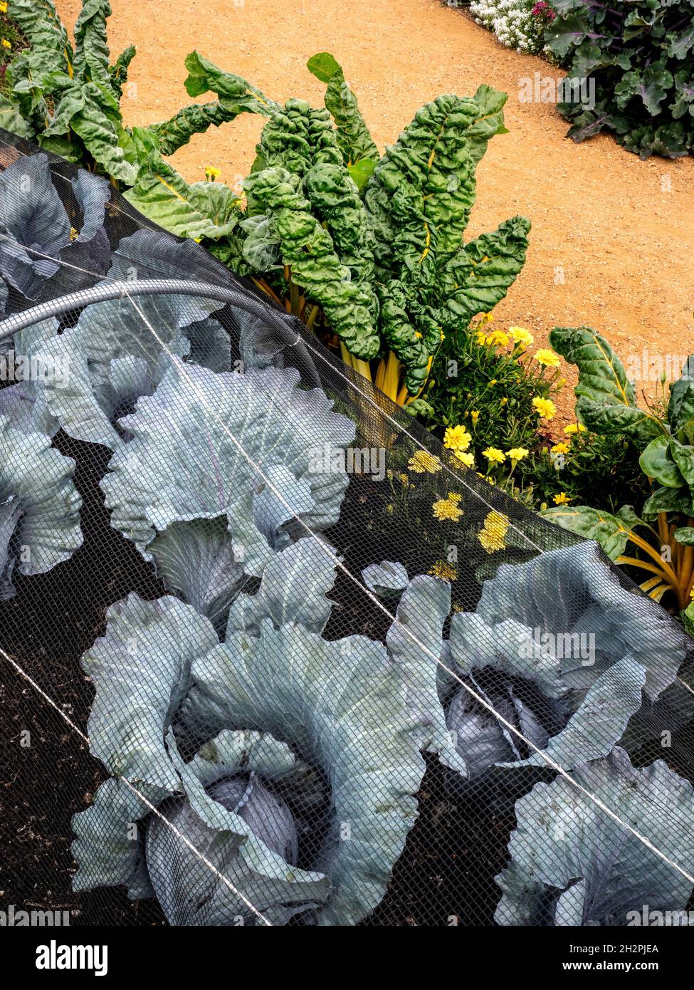 Red Cabbage ‘Klimaro' under net with Swiss Chard Yellow