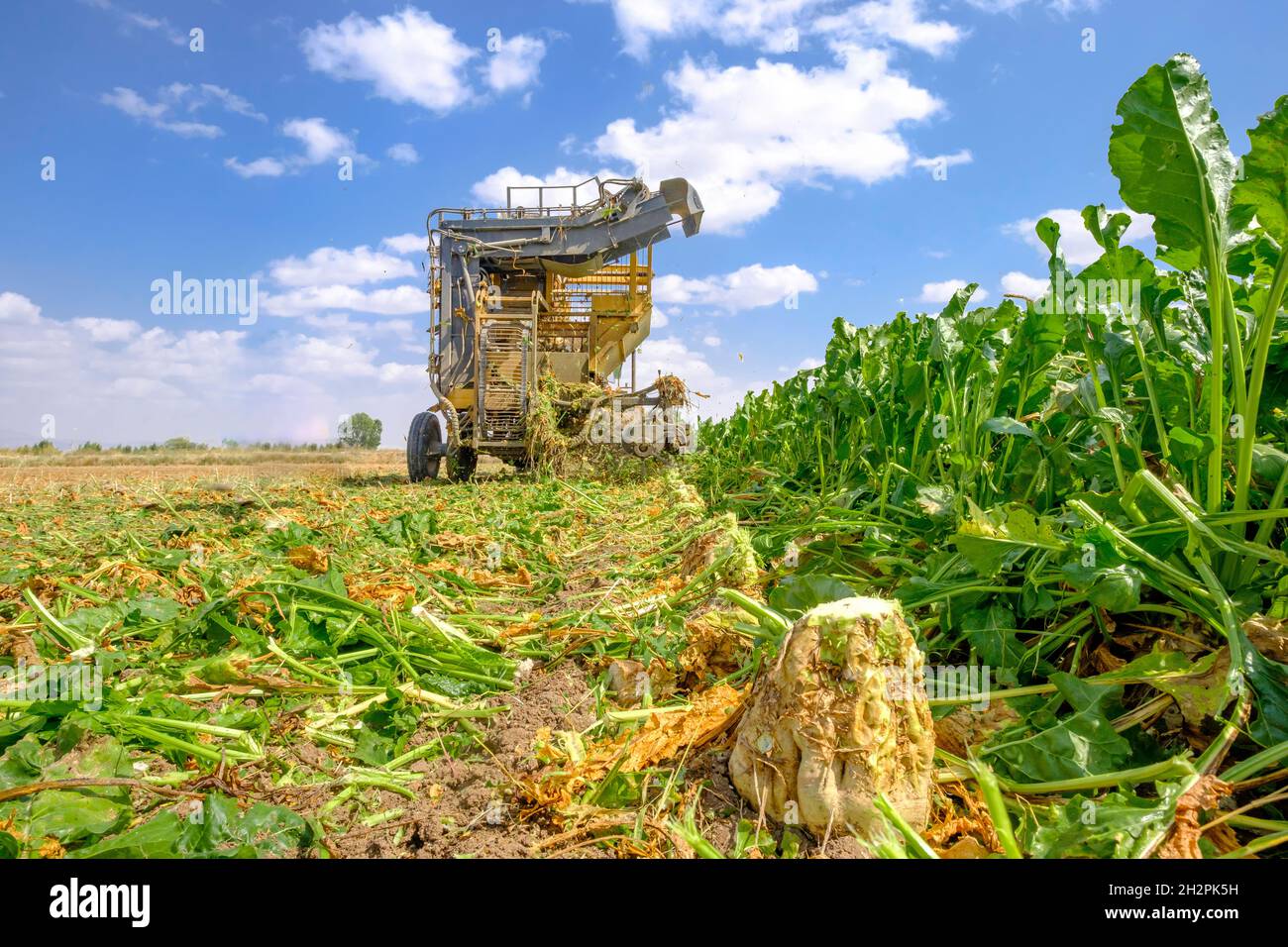 yellow combine harvesters harvest of sugar beet at summer Stock Photo