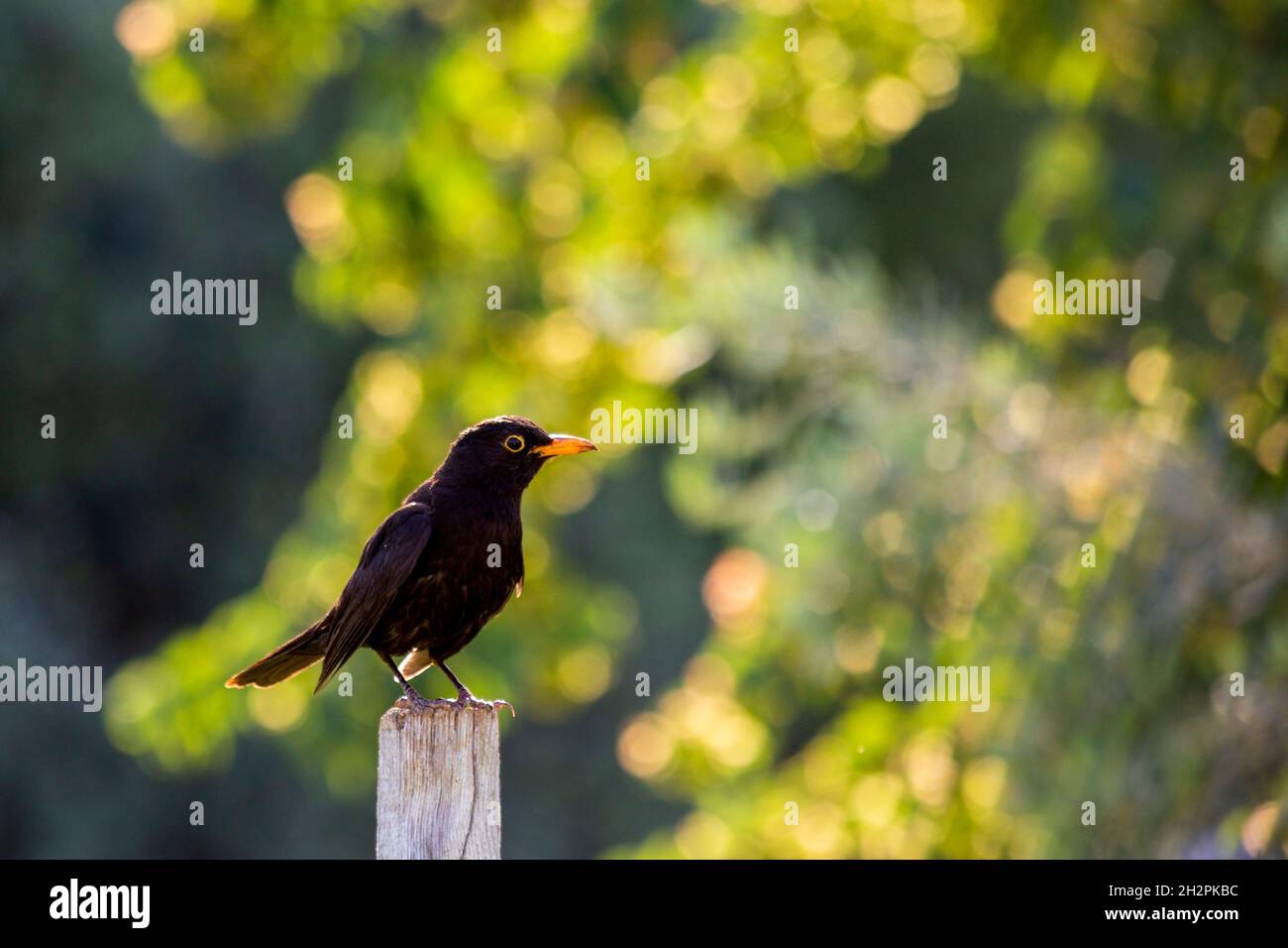 Black Bird with Gray Beak: Species, Behavior, and Fascinating Facts