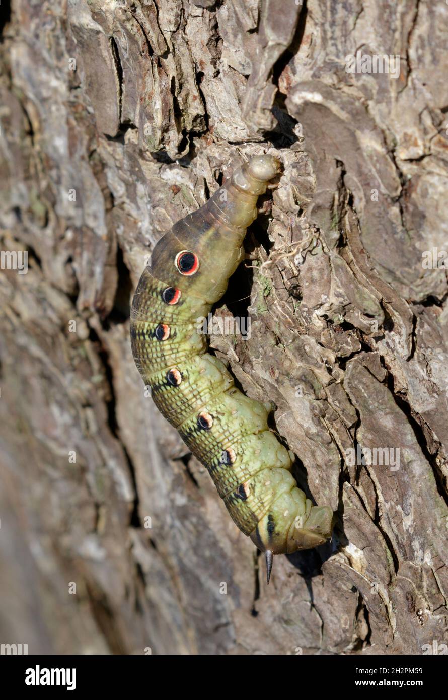 Tersa sphinx moth (Xylophanes tersa) caterpillar, Brazos Bend State Park, Needville, Texas, USA. Stock Photo