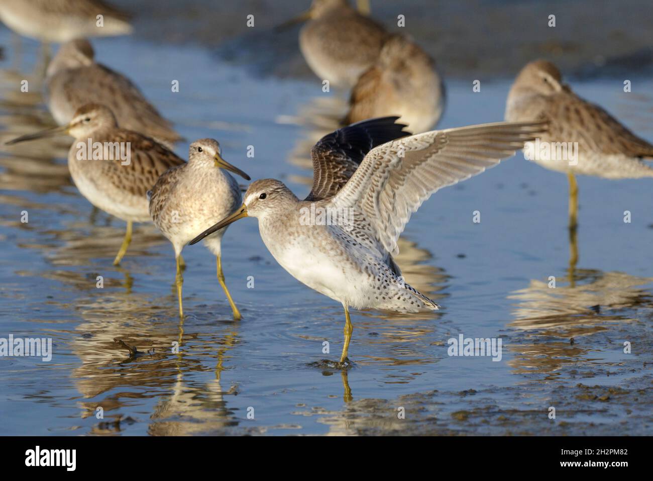 Flock of migrating short-billed dowitchers (Limnodromus griseus) taking rest at the Gulf coast, Galveston, Texas, USA Stock Photo