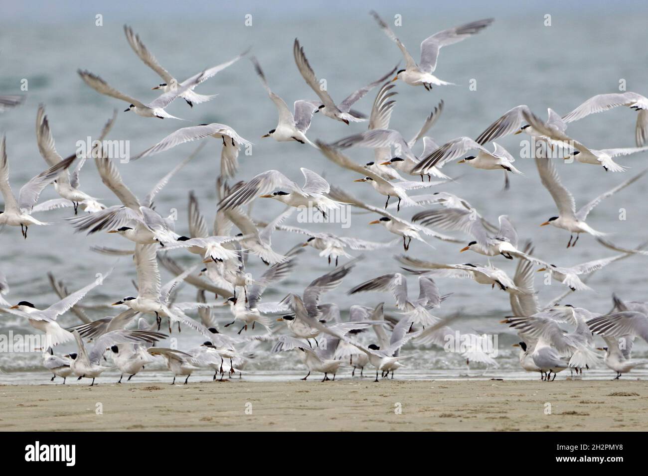 flock of Cabot's Tern (Thalasseus acuflavidus) flying on the shore in Bahia, Brazil Stock Photo