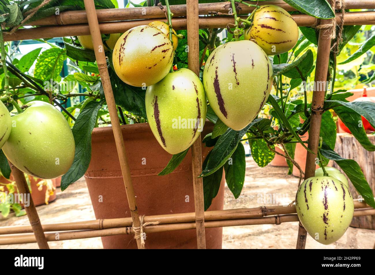 Pepino melons 'Solanum muricatum' species of evergreen fruit native to South America maturing and ripening on a frame in greenhouse, grown for its sweet edible fruit pepino dulce. Stock Photo