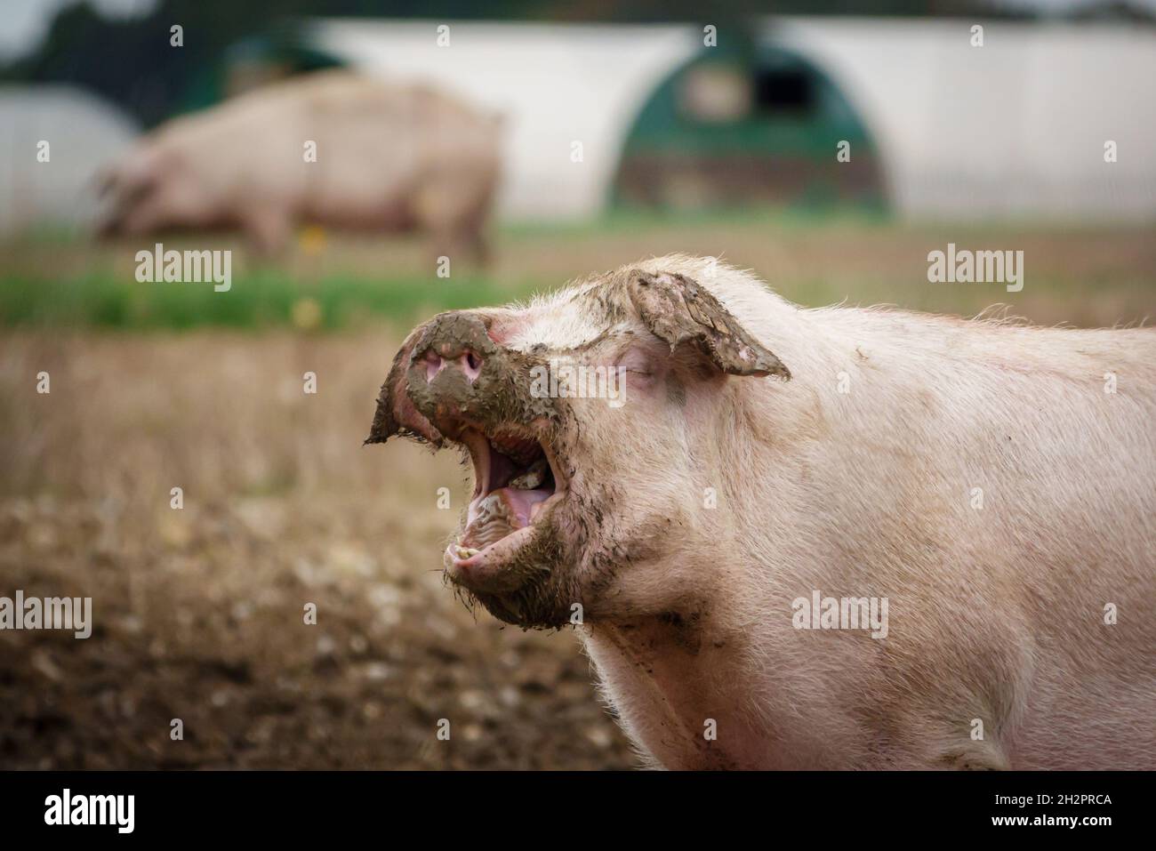 a Dutch landrace sow pig with mouth agape appearing to laugh as she