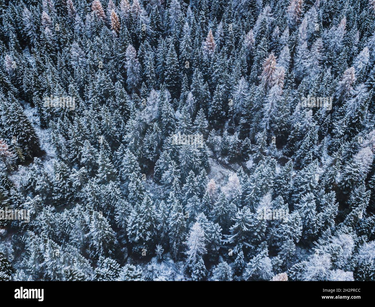 Canada forest snow aerial hi-res stock photography and images - Alamy