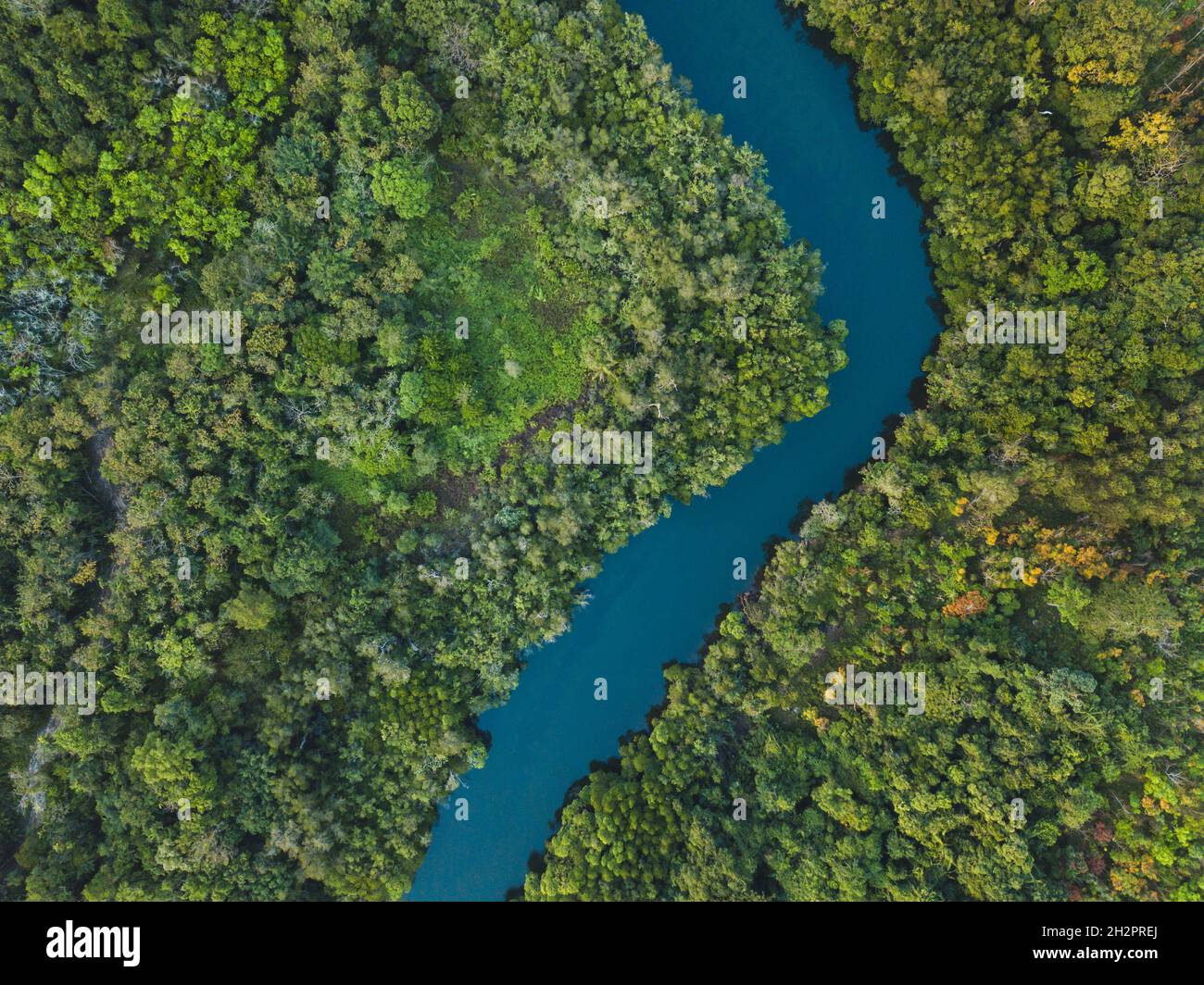 jungle forest aerial landscape, winding river view from above, nature and wilderness Stock Photo