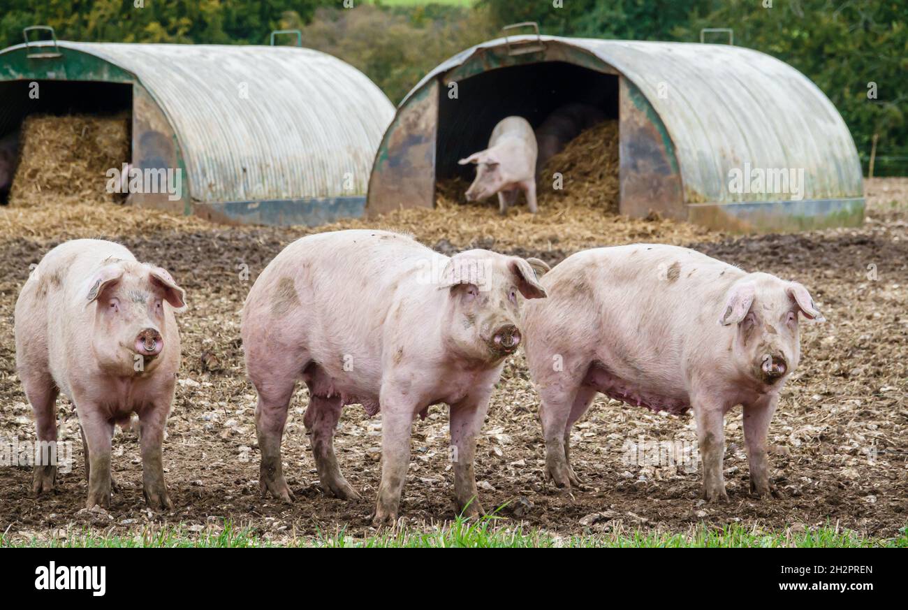 three inquisitive dutch landrace sow pigs staring out from the free