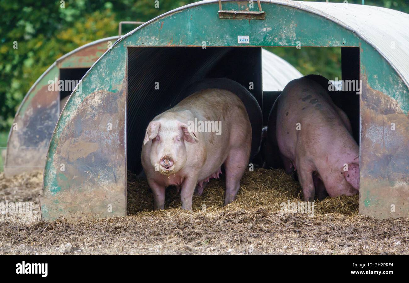 a pair of dutch landrace sow pigs in their metal hut on the free range