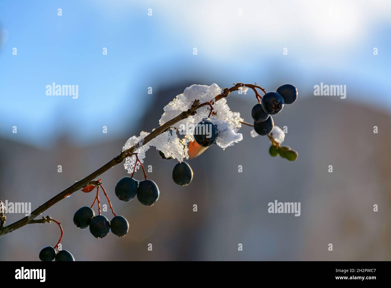 The first snow that covered the bushes of the decorative black-fruited cotoneaster in the city squares. Stock Photo