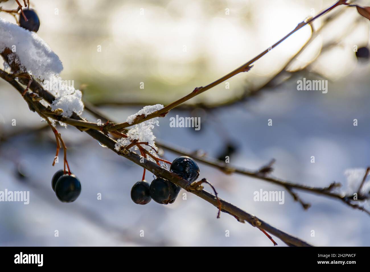 The first snow that covered the bushes of the decorative black-fruited cotoneaster in the city squares. Stock Photo