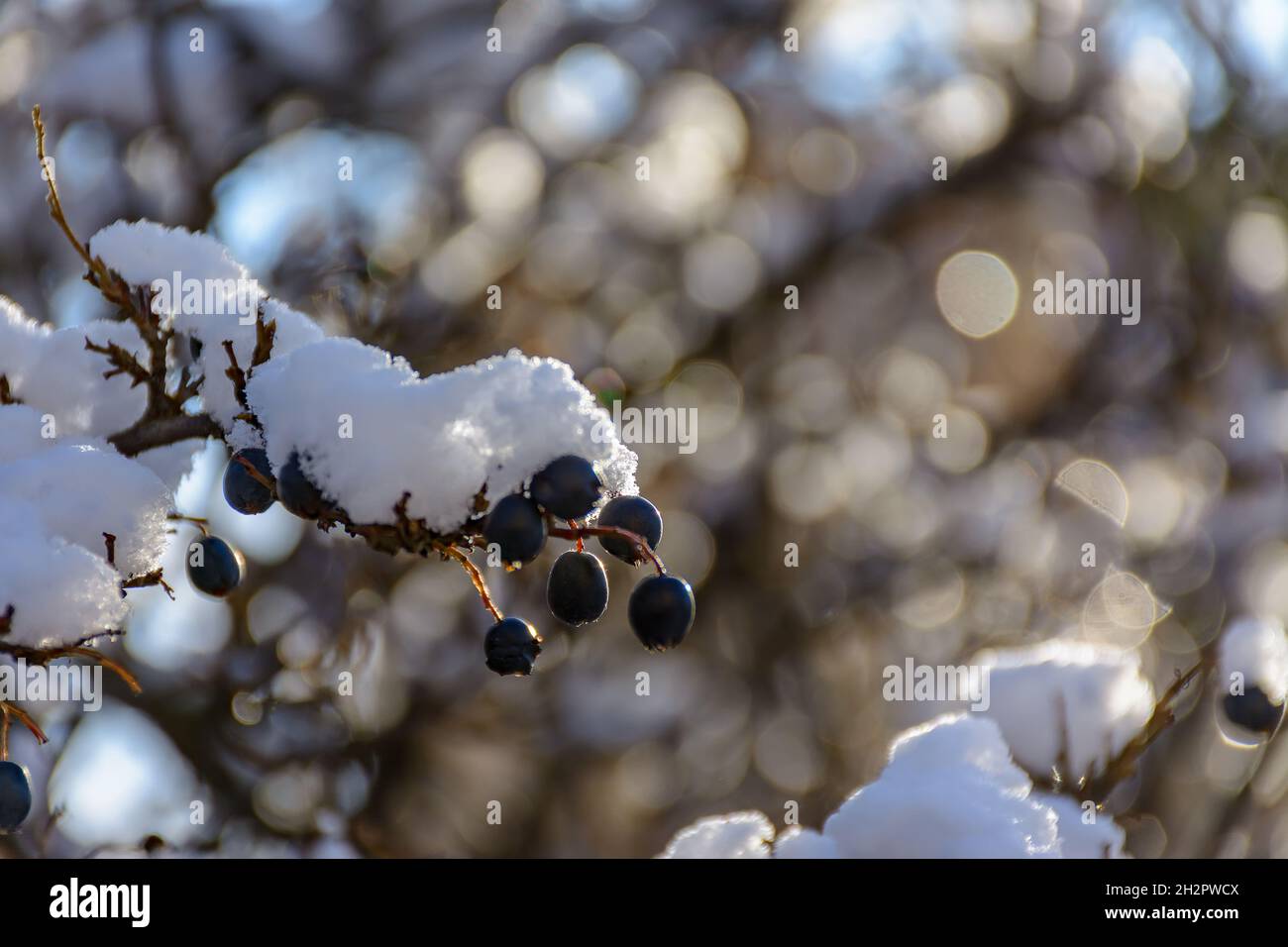 The first snow that covered the bushes of the decorative black-fruited cotoneaster in the city squares. Stock Photo