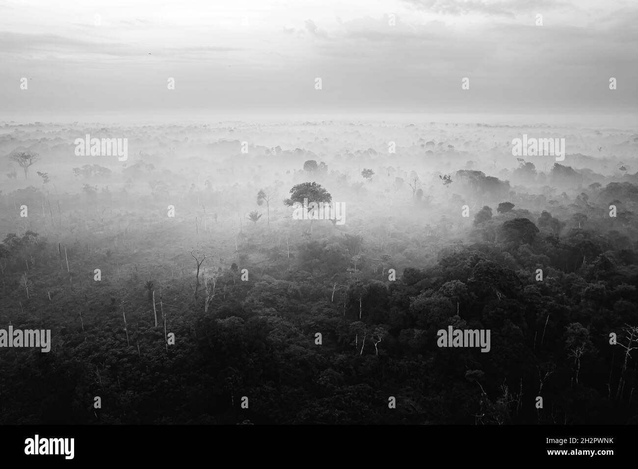 Peru jungle landscape Black and White Stock Photos & Images - Alamy